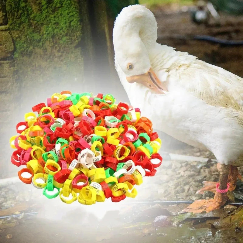 🐓🔢 Állítható, pattinthatós baromfi lábgűrű ✨🐔 Számozott, állítható baromfi lábgyűrű！